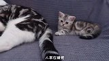 原住民和二胎猫打架啦！这次居然是因为一根尾巴？！