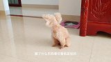 小泰迪猜猜看到铲屎官进自己的房间就坐立不安，什么情况？