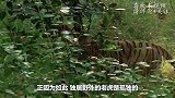 狗狗去看望一起长大的老虎兄弟，画面催人泪下，镜头记录全过程
