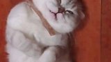 猫：困的不行了，别打扰我，让我睡会儿！