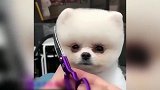 给小狗狗剪了一个圆圆的头，睁着大眼睛，简直萌翻了！