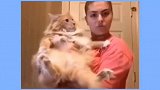 搞笑视频猫：虽然我是真的胖，但也轮不到你说