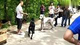 中亚牧羊犬遭遇一条非常不服它的罗威纳，一言不合就开打