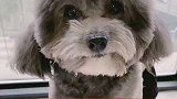 灰崽这也叫才艺