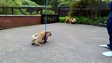 小斗牛犬很活泼很调皮，大斗牛犬很逗，很二