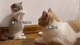 这是一段猫咪早期对话的珍贵录像！黄桃不是猫 沙雕 猫里猫气 矮脚猫