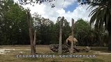 三条腿无头狗照片，把20万网友看傻掉了，头究竟去哪里了？