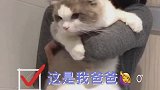 ‍♀️‍♂️ 〓……                      布偶猫