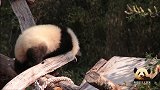 熊猫宝宝“梦想”爬上爬下专注卖萌，小家伙可爱得不像话