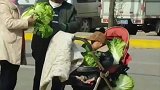 大人用婴儿车运大白菜，宝宝被白菜包围