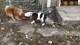 博美犬挑战小比特犬，也就现在它还小，等长大了有你好看！