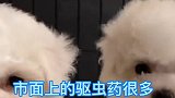 你知道狗狗怎么驱虫吗