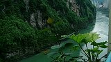 这颗金钱薄荷也太好养了水管够就行一个半月长了一半