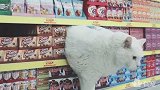 猫咪逛超市，逛毛线超市钻货架都够玩一年了！