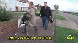 站高两米多的大丹犬成世界最大狗 只能半夜遛弯