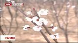 北京新闻-20120411-首都各界青年代表京郊播绿