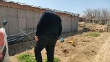 小凯和对象商量婚事，丈母娘到底要多少彩礼？对象伸手就打