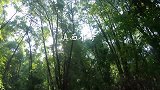 随手拍的一段上山采野香菇vlog