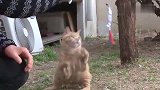 看到这只坚强的残疾猫咪，你还抱怨生活的艰辛吗？