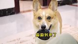 狗狗竟然学会操控主人喂奶，喝完还懂拿纸巾来擦嘴巴