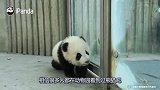 小熊被管理员关在房间，小熊猫竟然直起身敲玻璃，场面十分滑稽