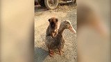 看这猫咪的大眼睛，一定盯着大虾，可真的是吃货啊！