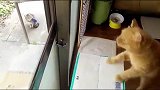 你看那两只猫，是不是像极了爱情，不被祝福的爱情