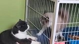 猫：兄弟你别过分，都欺负到我家门口了！