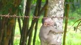 小猴子抱着大树哭，呼喊妈妈，要喝奶哟