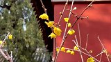 北京腊梅花已开，现场简直美翻了，花香四溢