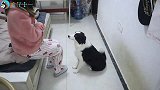 女主人假装中毒，二哈这操作你服不服？