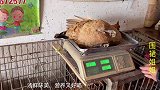 鹿茸炖鸡汤怎么炖才好吃？教你正确做法，汤鲜味美，营养又滋补
