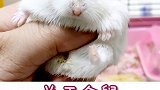 你被仓鼠咬过吗宠物鼠 仓鼠 萌宠 宠物
