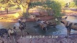 老虎准备伏击2头野猪，下一秒尴尬了，野猪：没想到我还有这一招