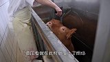 日本传统杀鱼方式，直接“断筋活杀”，却称这样最人道！