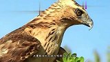 小鸭当着妈妈的面被生吞,母鸭全部联合起来,直接把海鸥往水下拖