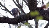 松鼠抢老鹰食物，演示什么叫天下武功唯快不破，镜头记录全过程