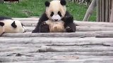 熊猫宝宝阿灵翘起jiojio挠挠痒，乖萌小模样太讨人喜欢了