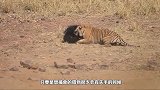 老虎埋伏河边，扑上了来河边喝水的野猪，镜头录下这一幕