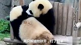 小熊猫爬树差点摔下来，熊猫妈妈赶过来保护它，母爱伟大