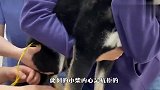 柴犬被带去医院打针，还没开打就这样了，网友：二哈附体了