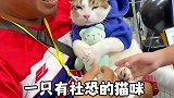 一只有社恐的猫咪