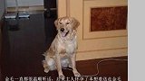 保姆手脚不干净，结果被金毛发现了，真的是好狗狗！