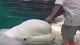白鲸小心翼翼地向孩子献吻，太温柔了这谁受得了！