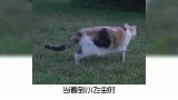 宠物冷知识：猫咪为什么突然疯跑？