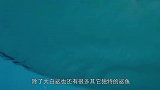 生存在海洋世界里，但是却喜欢用鱼鳍来行走猎食，真是大开眼界