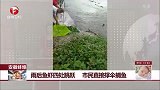安徽蚌埠：雨后鱼虾四处跳跃 市民直接撑伞捕鱼