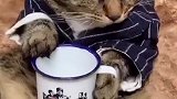 猫我这小日子天天很滋润呀！