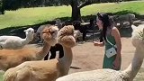 羊驼，国外视频分享搞笑