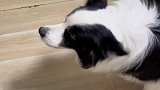 不会吵架的小狗不是好边牧